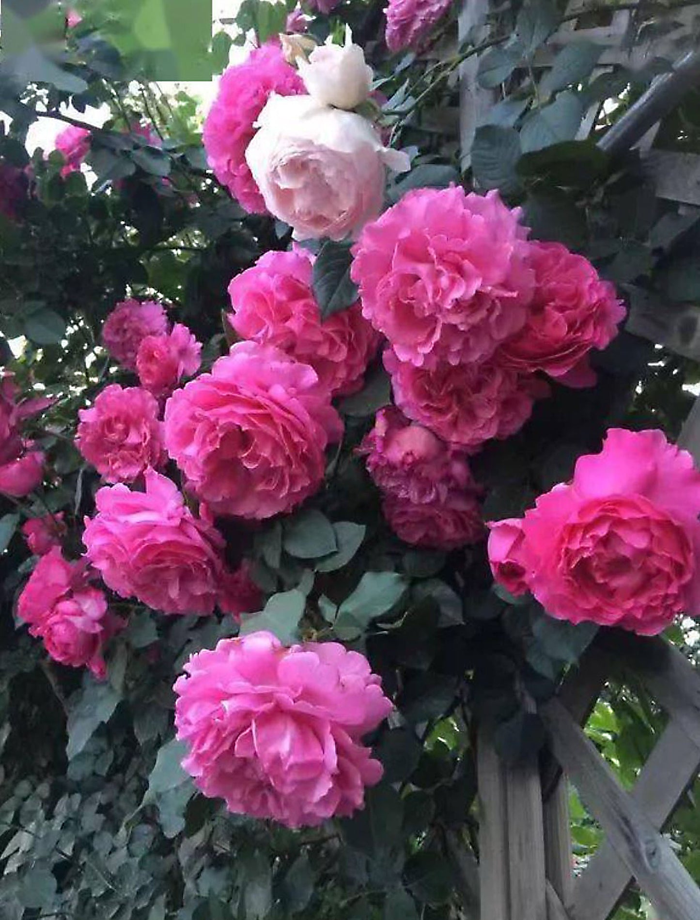 #SPJ276, Yves Piaget Cl 藤本伊芙伯爵，Japanese Climbing Rose, Non-Grafted/Own Root.