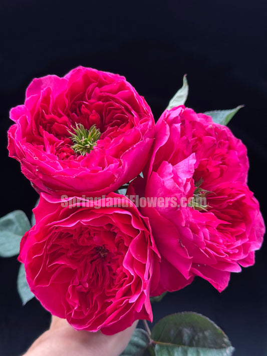 #SPQ001 ,Accademia 阿卡德米亚学院， Hybrid Tea Rose, Deep pink - violet.  Strong fragrance. Non-Grafted/Own Root.