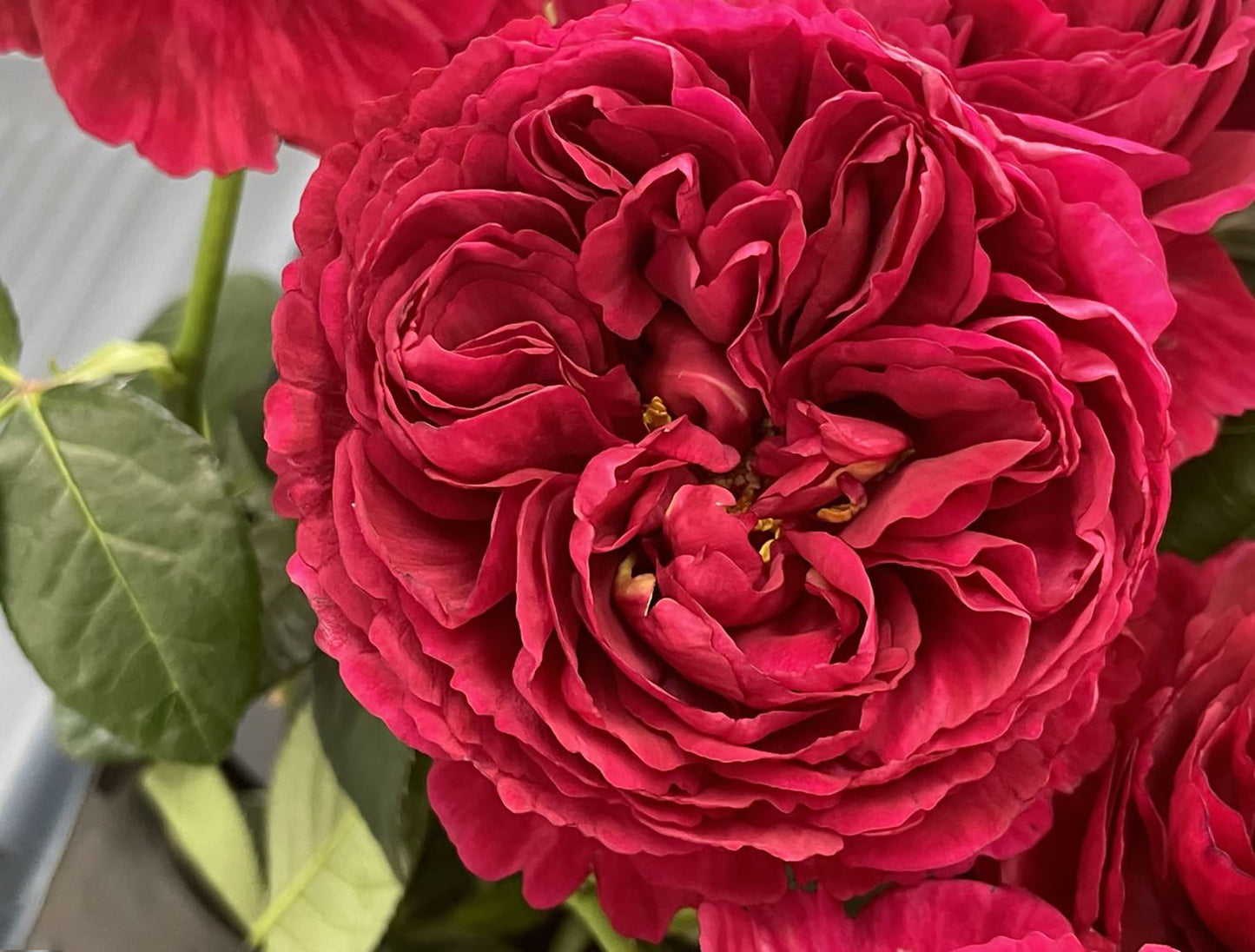 Ligare 真彩230/领带 リガーレ, Japanese Shrub Rose，The Most Beautiful Red Rose，Non-Grafted/Own Root.