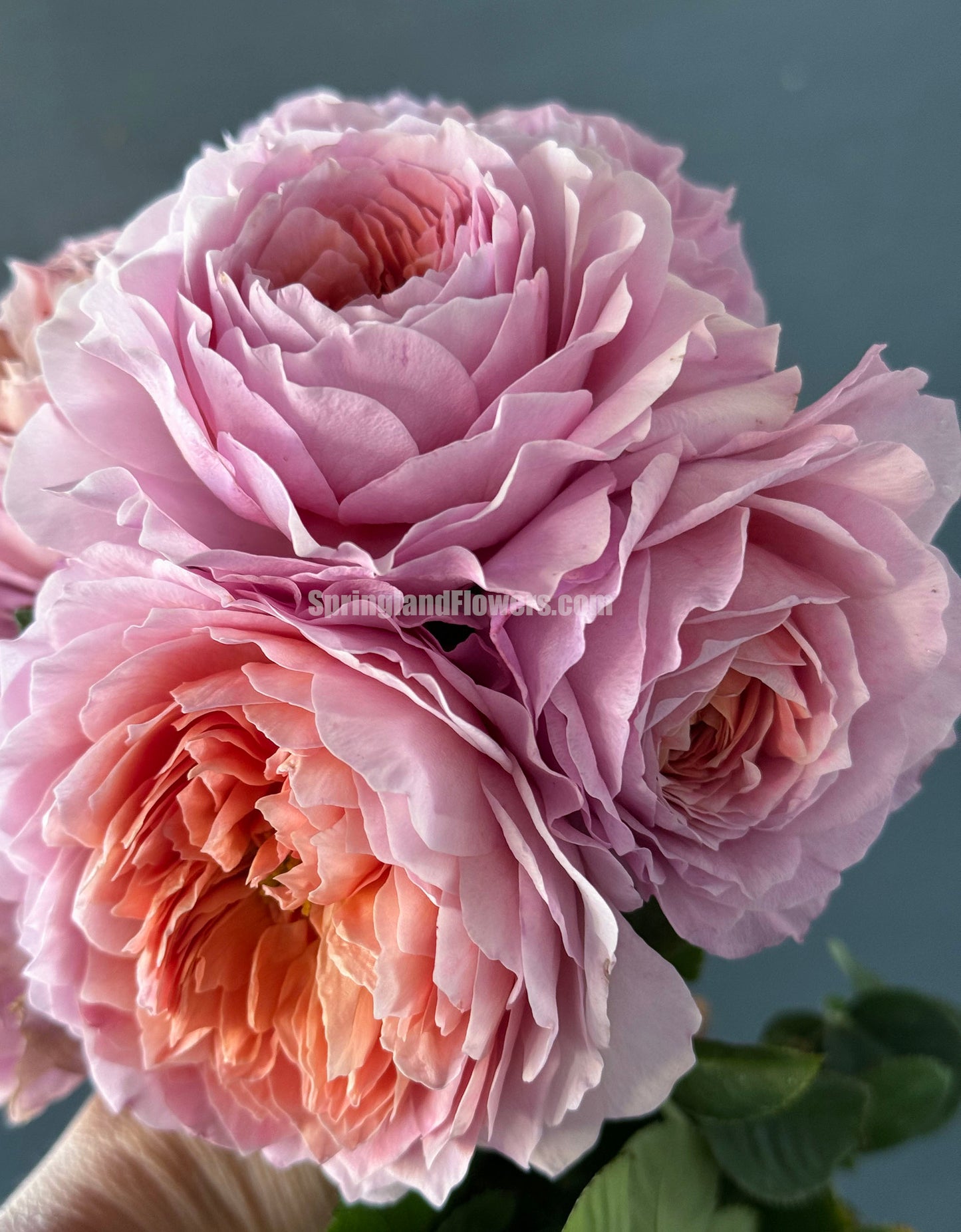 Eisvogel 翠鸟 Hybrid Tea Rose, Strong Fragrance, Excellent Disease Resistance,Non-Grafted/Own Root.