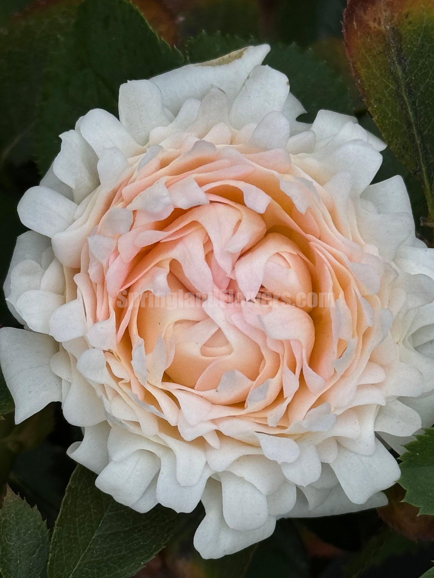 Peach Anemone 桃子海葵 ,  Shrub Rose，Heat-tolerant, disease-resistant, Thornless, Non-Grafted/Own Root.