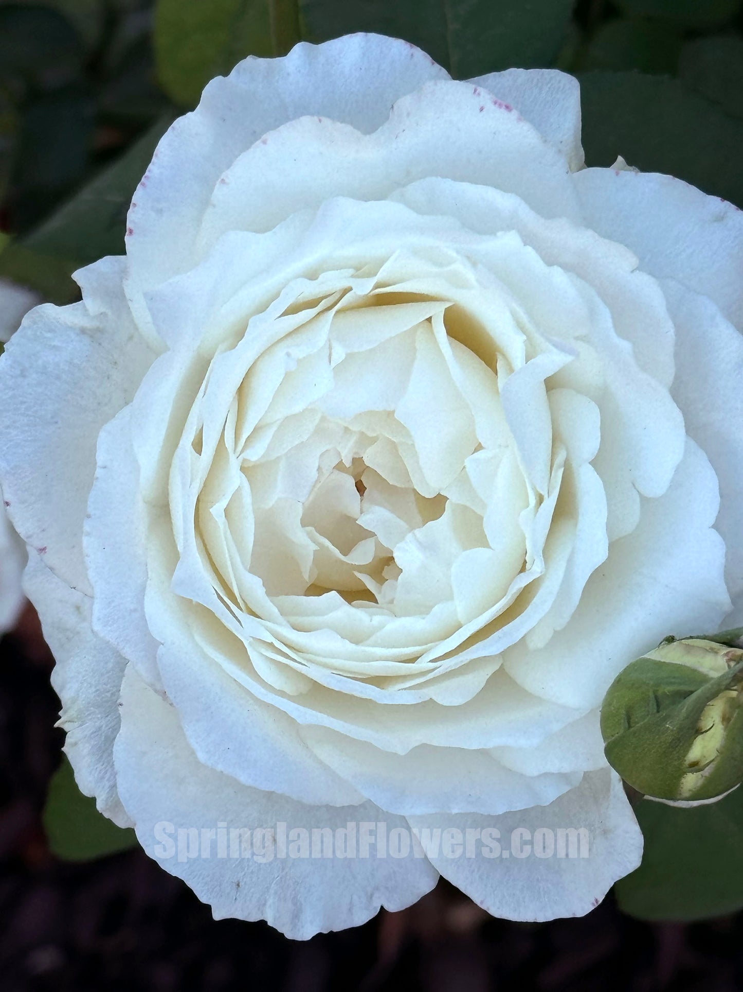 Princess Miyuki 美雪公主/蜜柚公主, Japanese Shrub Rose， Non-Grafted/Own Root.