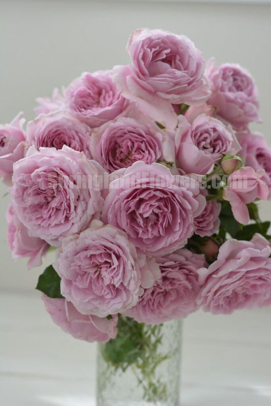 #SPJ256，Charme 魅力绸缎/惑, Japanese Shrub Rose, Non-Grafted/Own Root.