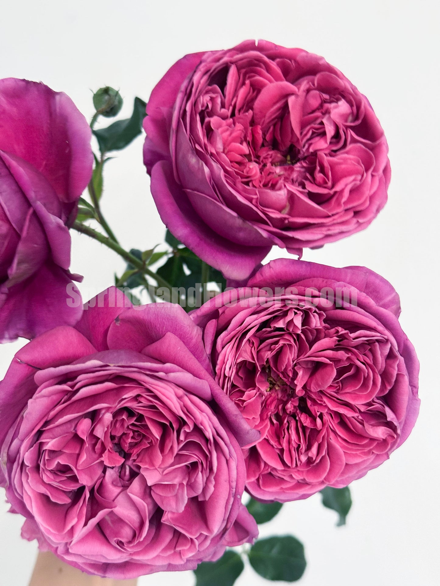 #SPJ015 , Cantina 伊芙酒窖, Japanese Shrub Rose, Strong fragrance. Non-Grafted/Own Root.