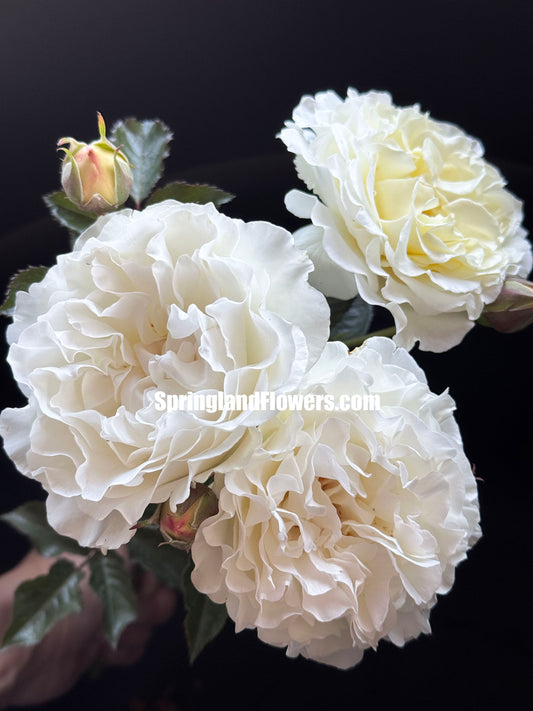 #SPJ276, Sur la Neige 雪野一梦, Japanese Shrub rose, Non-Grafted/Own Root.