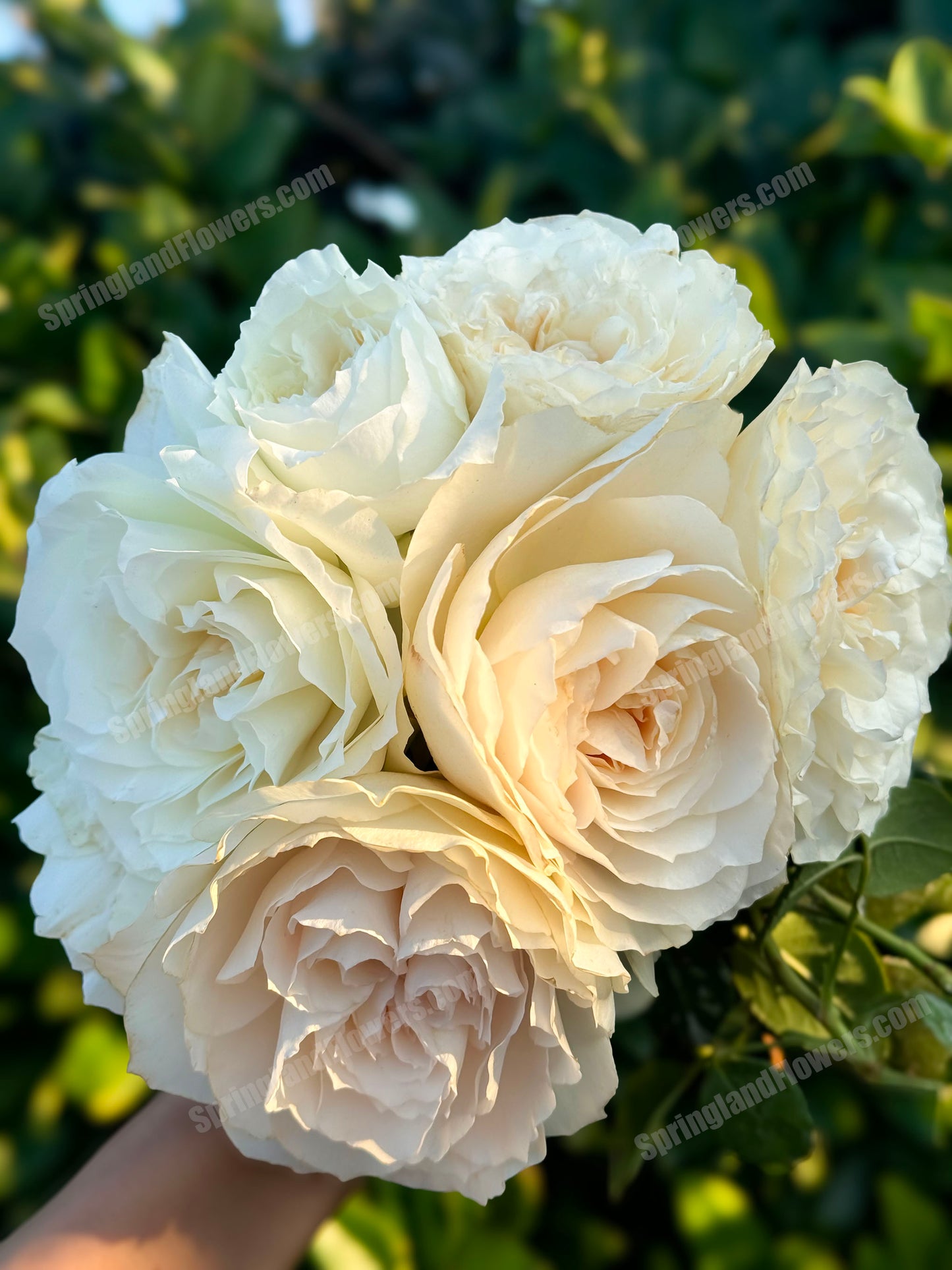 Royal Diva/Opera Queen 皇家迪瓦/歌剧皇后，Shrub Rose,  Non-Grafted/Own Root.