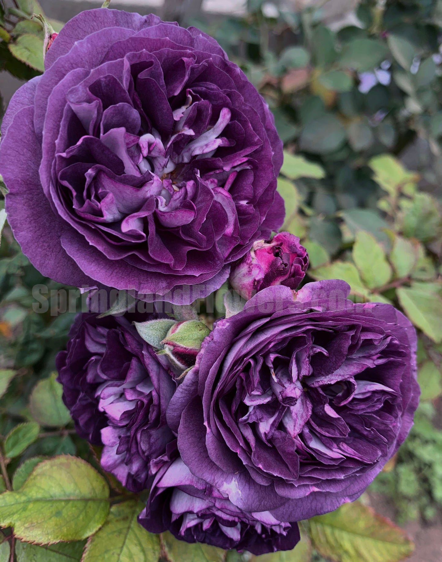 Rinaldo 圣十字军 リナルド，Japanese Shrub Rose,  Non-Grafted/Own Root.