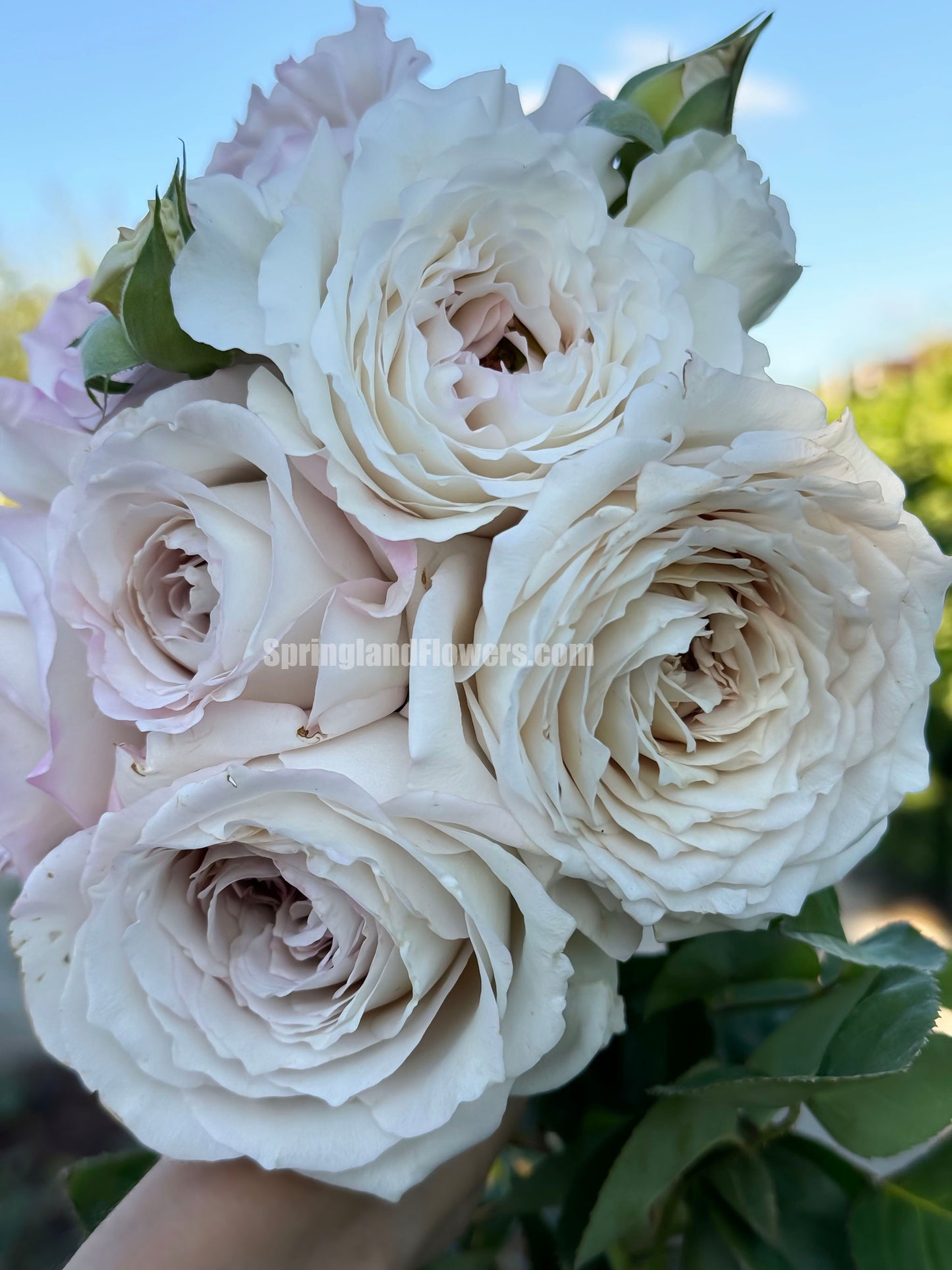 Milky Pearl 珍珠牛奶 ミルキーパール,  Japanese Cutting Rose,  Non-Grafted/Own Root.