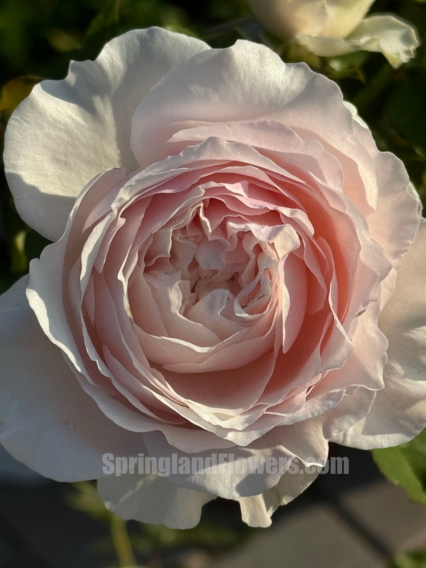 De Cheryl 谢莉尔 ，Shrub Rose，Non-Grafted/Own Root.