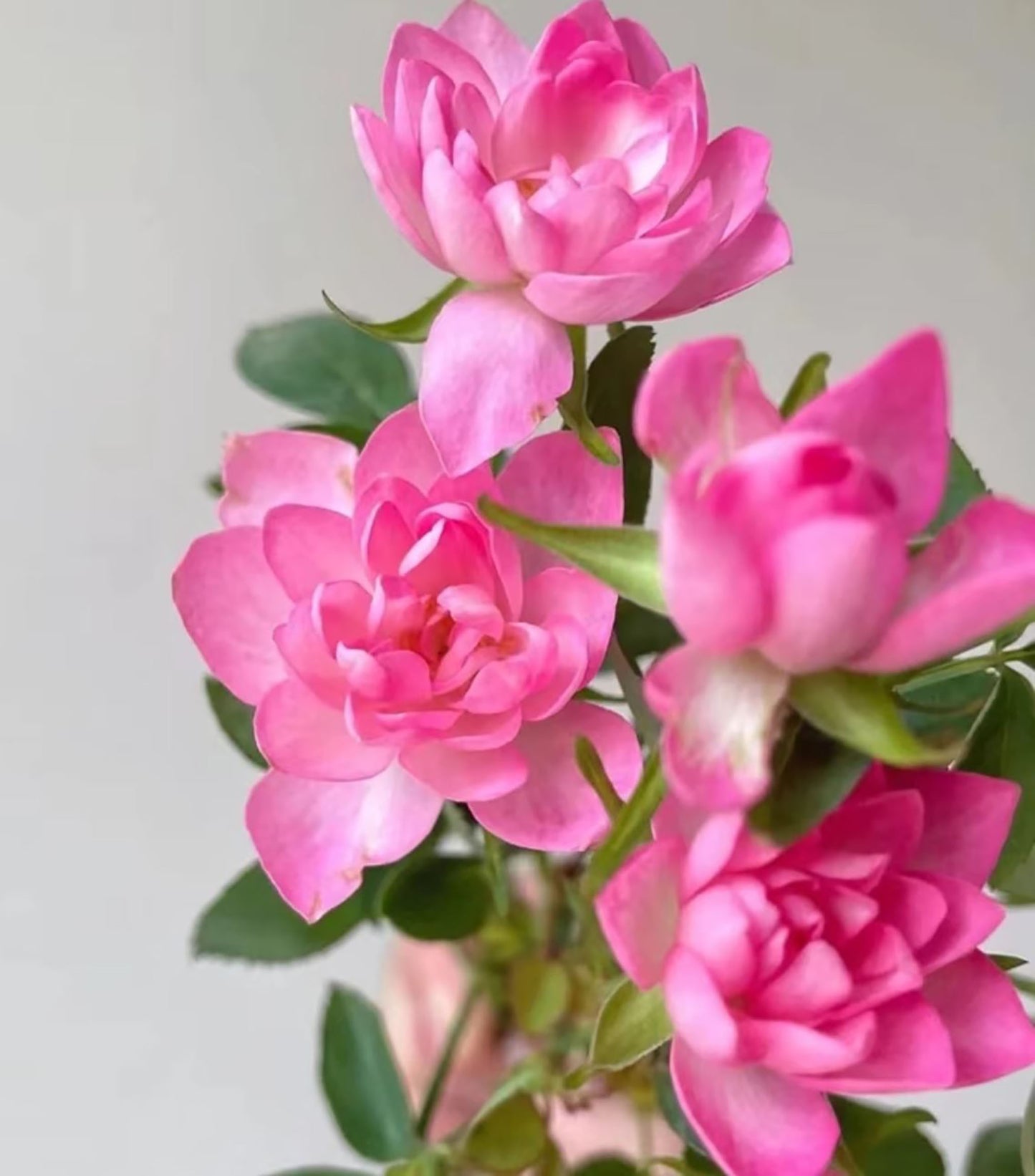 Heavenly Lotus 天荷繁星, Japanese Miniature Rose, Non-Grafted/Own Root.