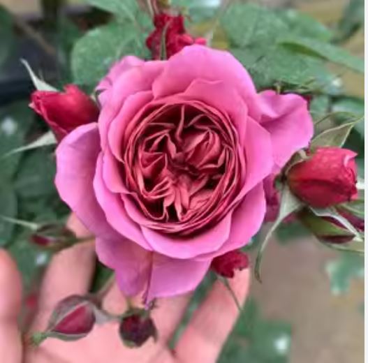 Japanese Floribunda Rose 'Aoi' 葵，Non-Grafted/Own Root.