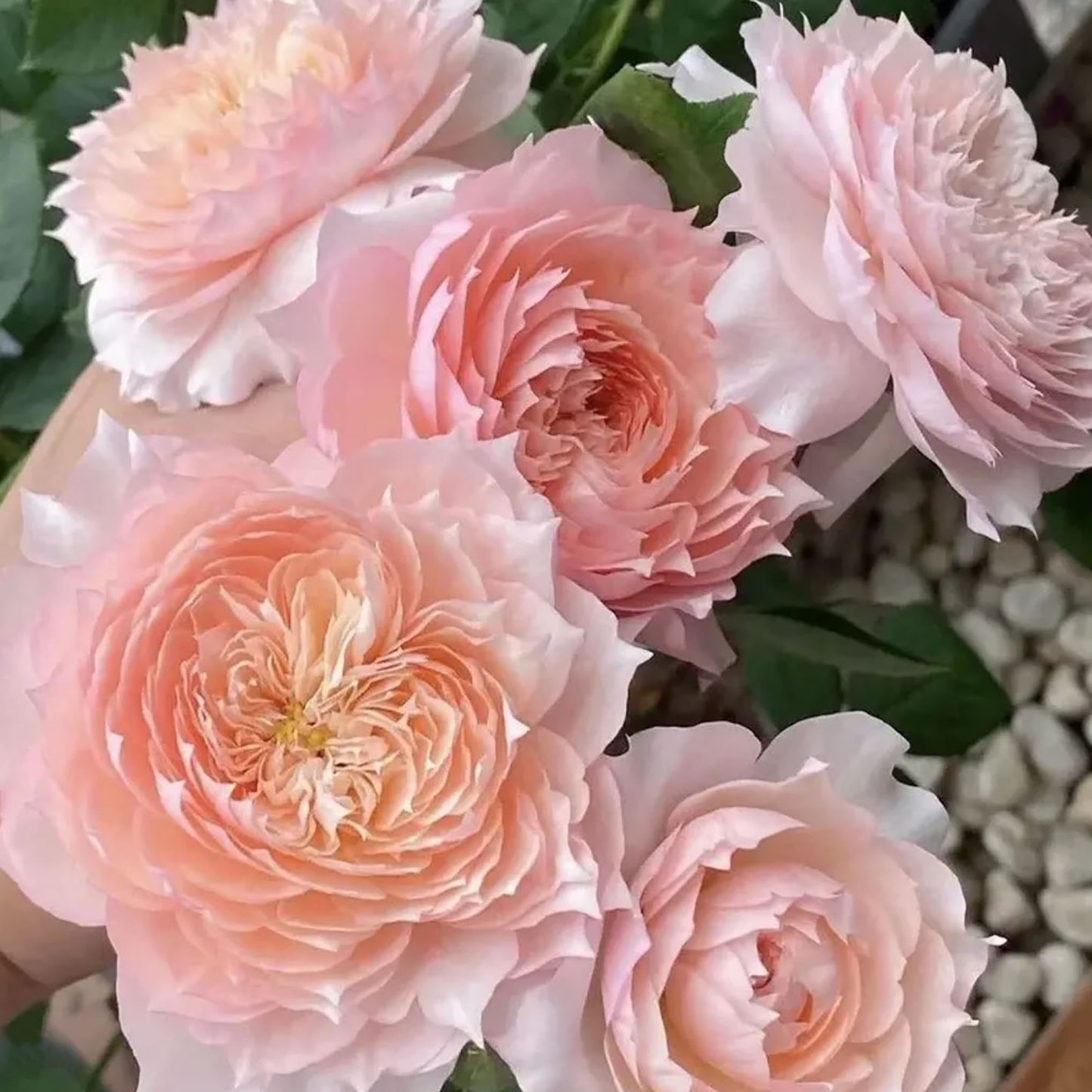 Monique Darve 莫妮卡戴维, Floribunda Rose, Non-Grafted/Own Root.