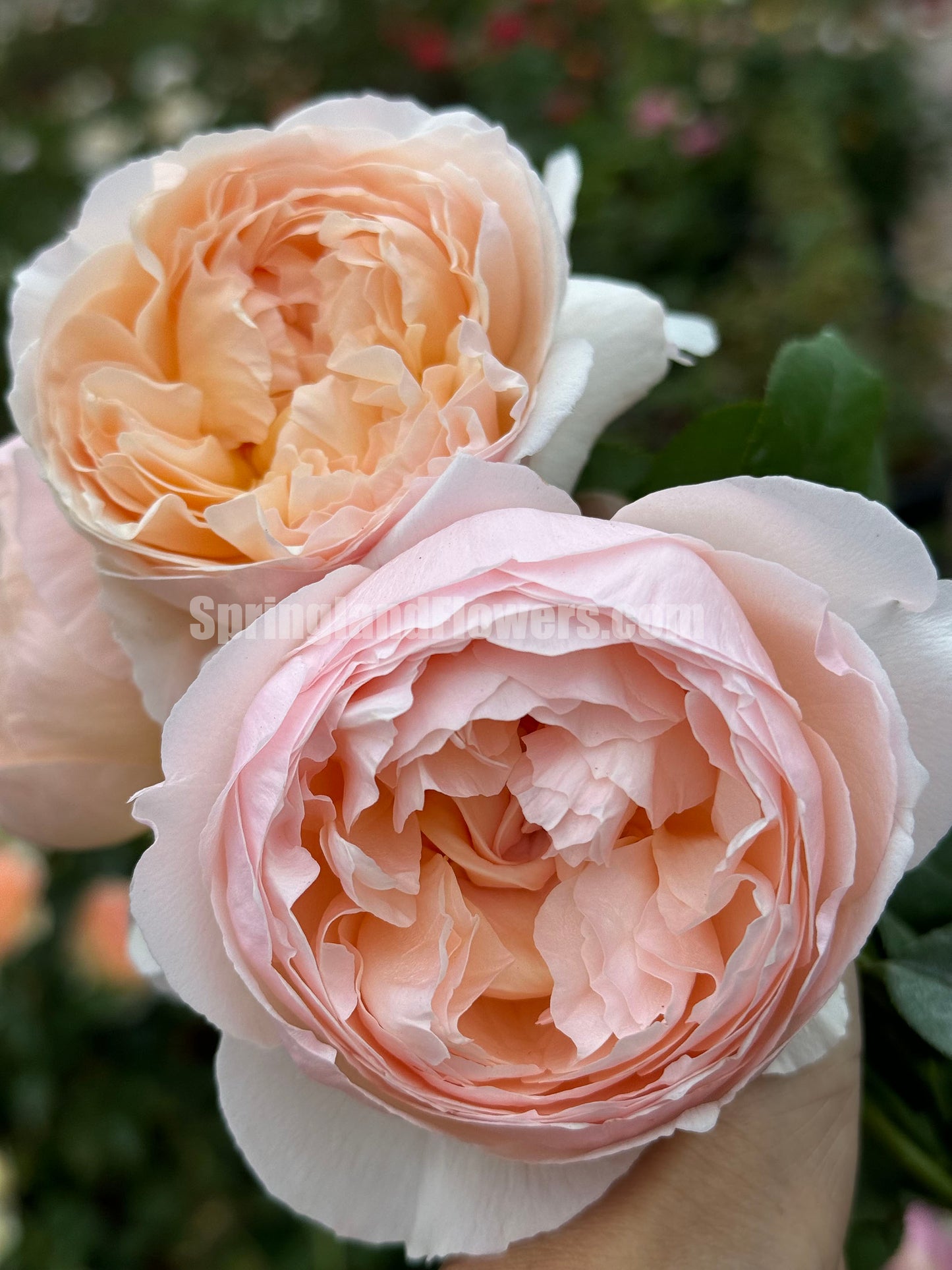 Pink Charm /Fenyan 粉妍, Floribunda Rose, Heat-Tolerant and Disease-Resistant,  Non-Grafted/Own Root.