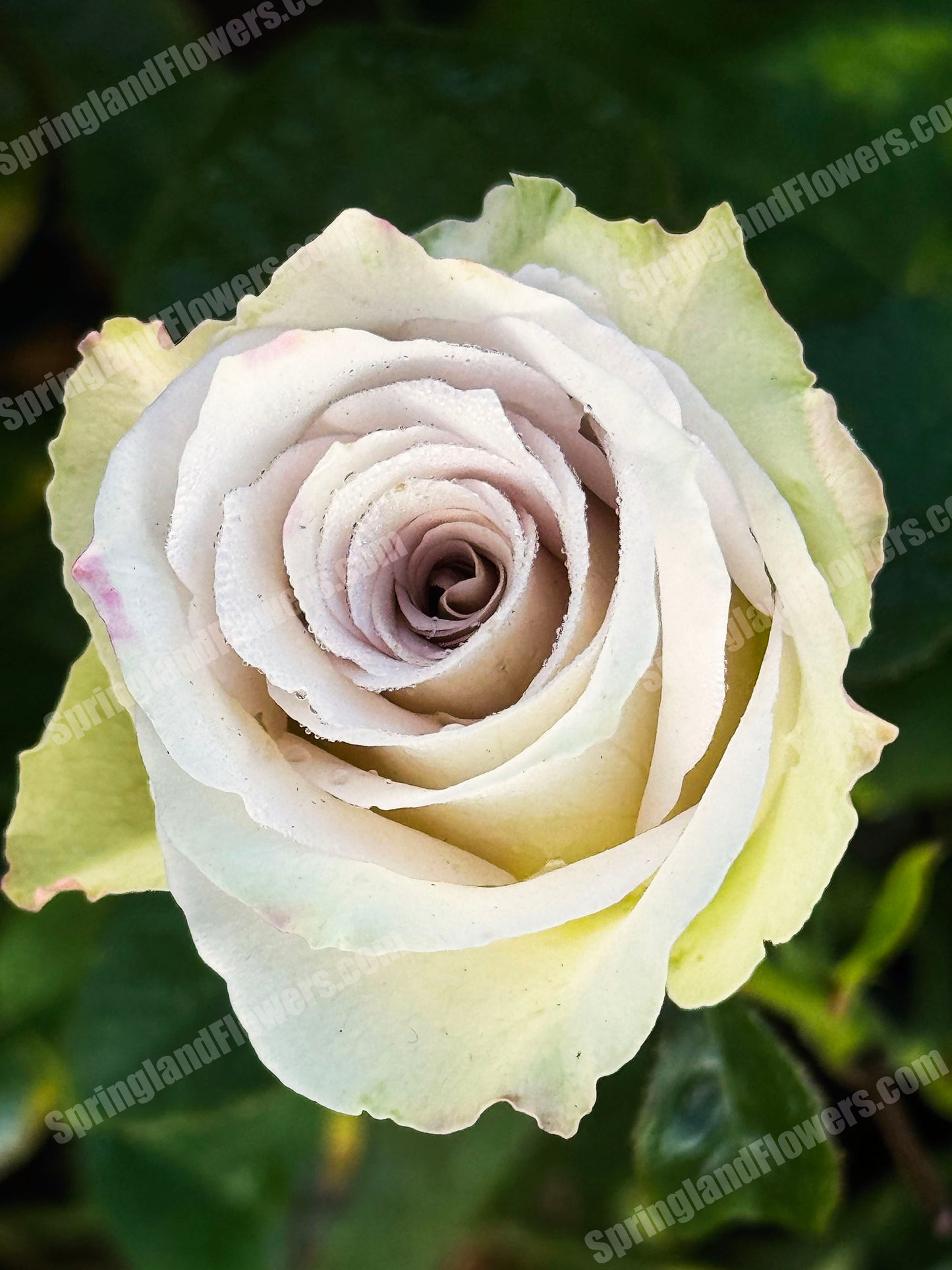 Early Grey 乌龙伯爵茶，Cutting Rose, Florists Rose.  Heat-tolerant, disease-resistant, Non-Grafted/Own Root.