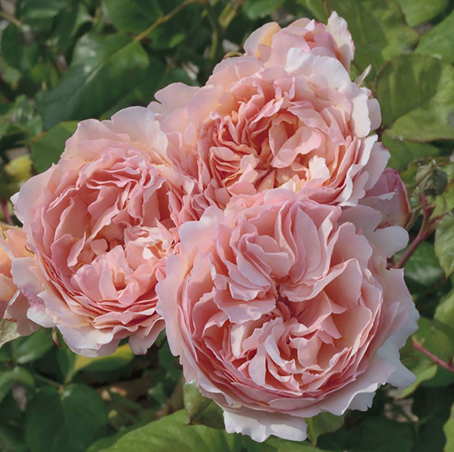 Princesse Charlene de Monaco 摩纳哥夏琳王妃，Hybrid Tea Rose，Non-Grafted/Own Root.