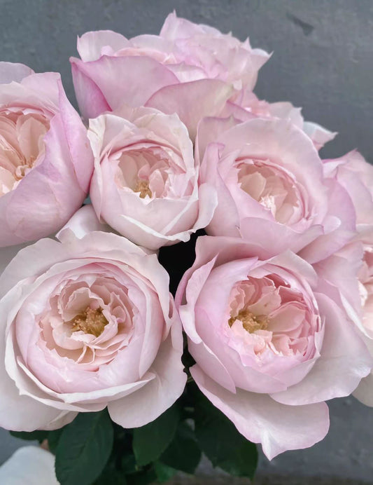 #SPJ143，Cherry Antique 樱桃古董，Japanese Shrub Rose, Non-Grafted/Own Root.