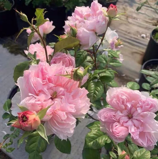 Cecil de volanges 蝶之舞 セシルドゥヴォーランジェ，Japanese Shrub Rose. Glossy Leaves Resistant To Black Spot And Powdery Mildew.