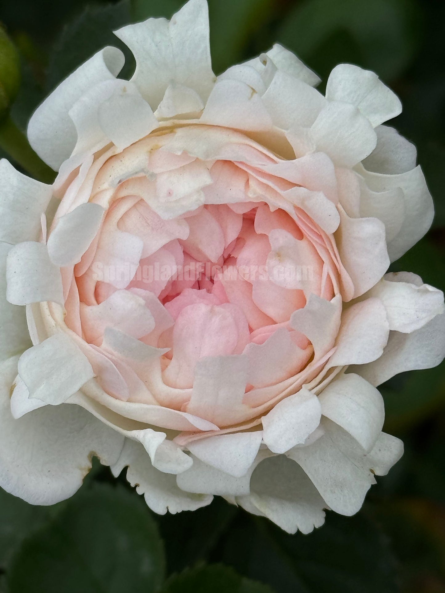 Peach Anemone 桃子海葵 ,  Shrub Rose，Heat-tolerant, disease-resistant, Thornless, Non-Grafted/Own Root.