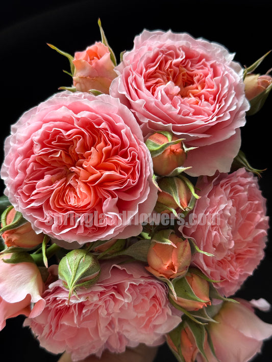 #SPC235,Summer Fireworks 夏日花火，Shrub Rose，Non-Grafted/Own Root.