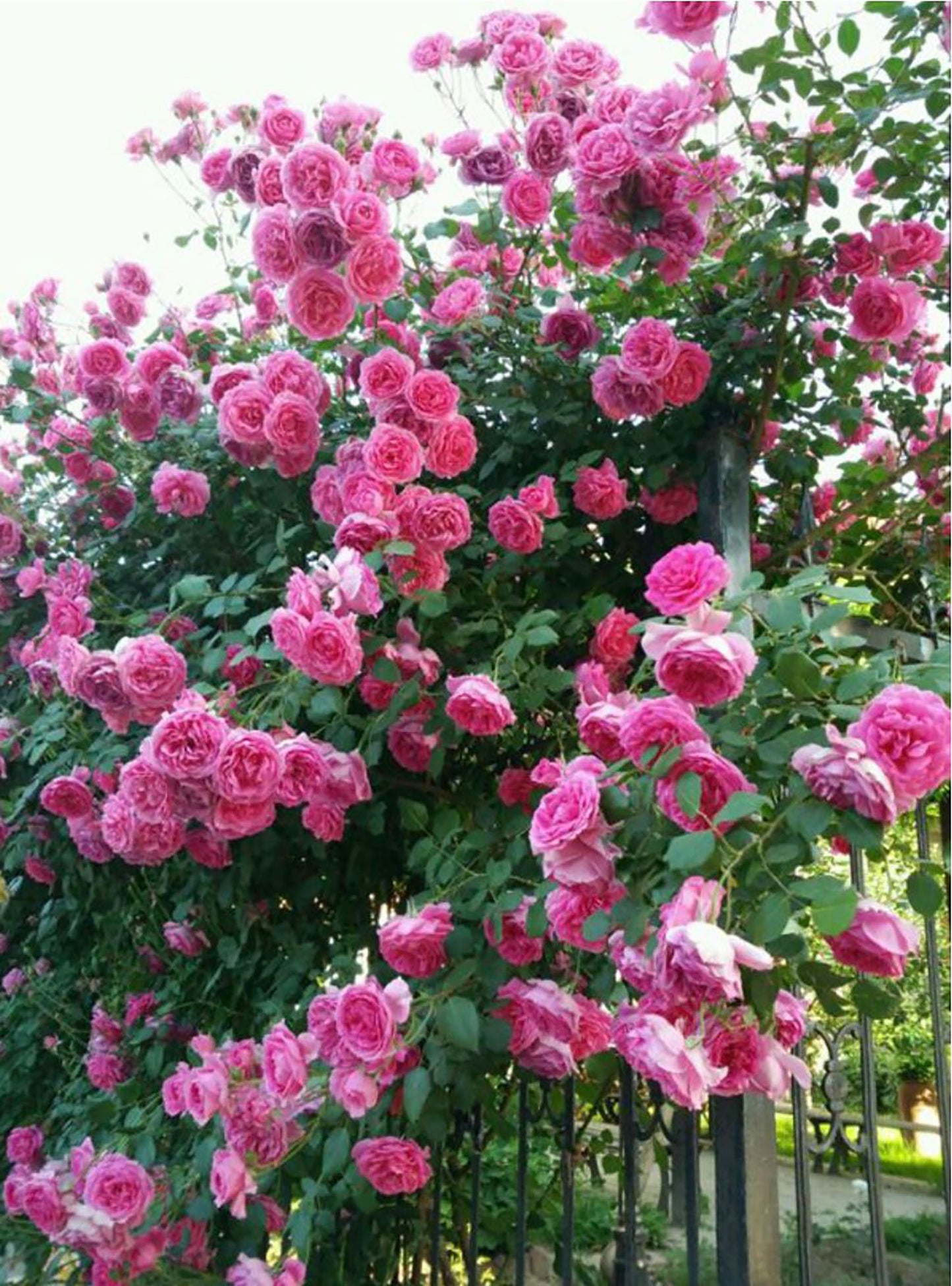 Parade 大游行 ，Deep pink Large-Flowered Climber.Non-Grafted/Own Root.