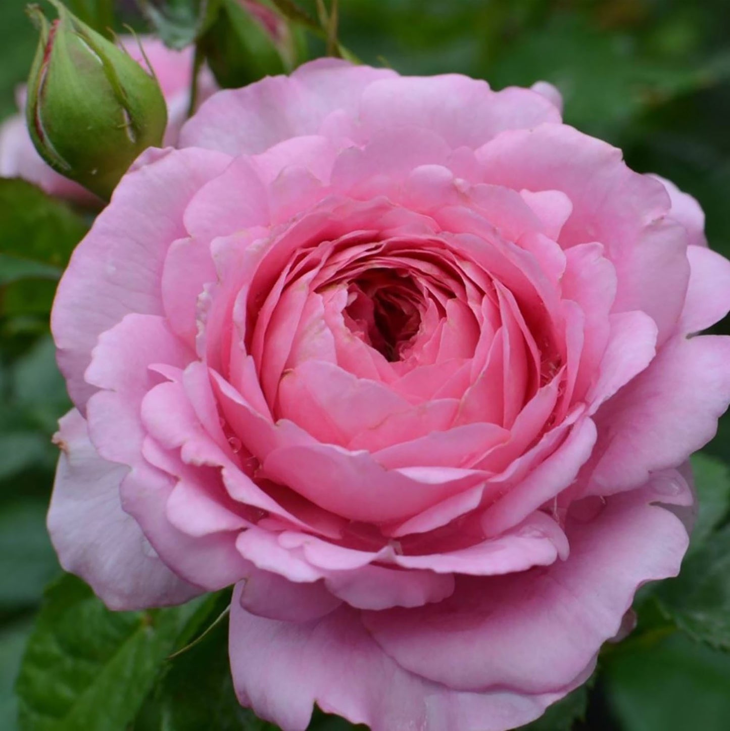 Chantal Mérieux 尚塔尔, Medium pink Shrub, Strong Fragrance. Upright, Strong Disease Resistance. An Almost Perfect Rose.Own Root.