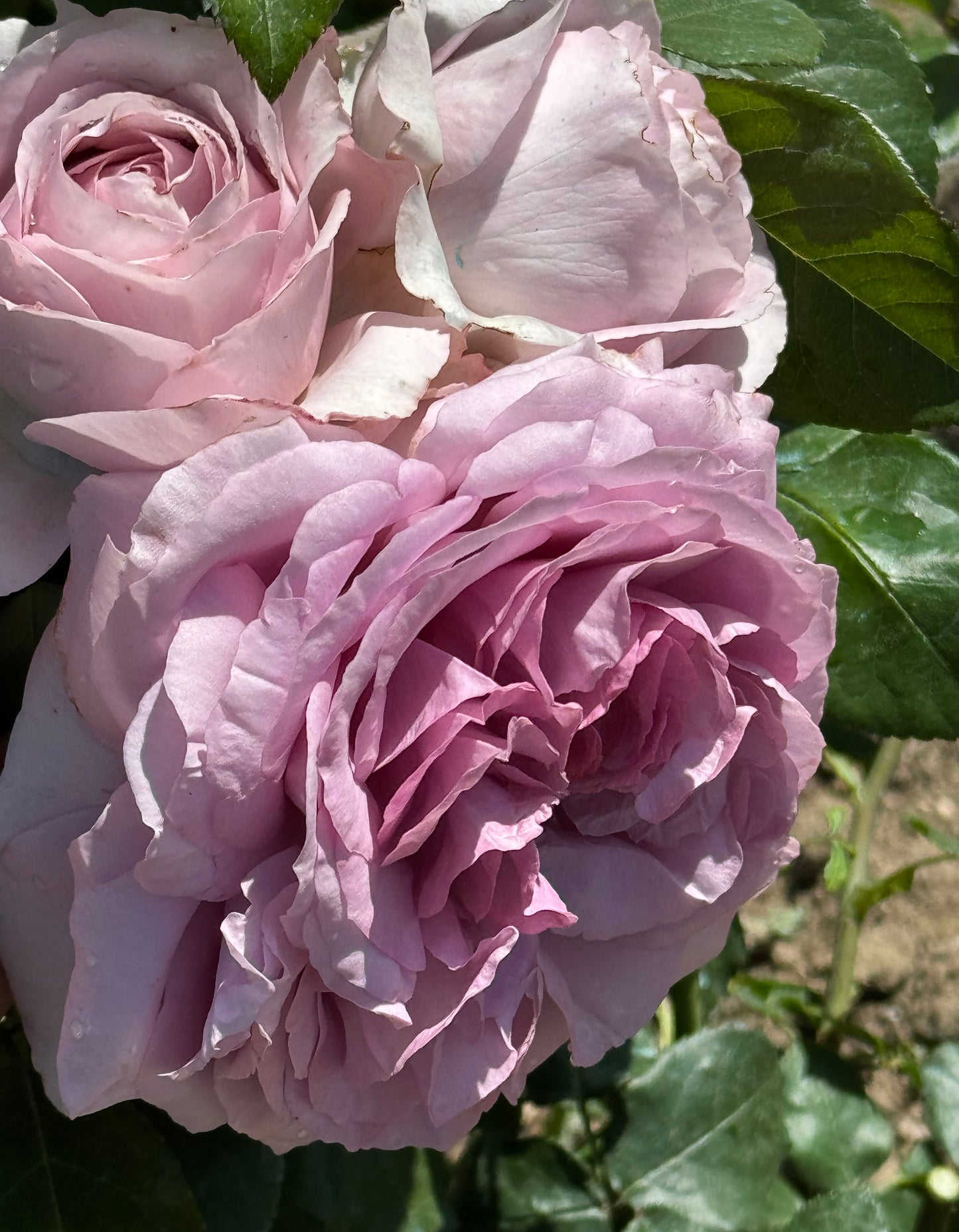 The Pride 荣耀（尼普），Hybrid Tea Rose, Strong  Fruity  Fragrance.  Non-Grafted/Own Root.