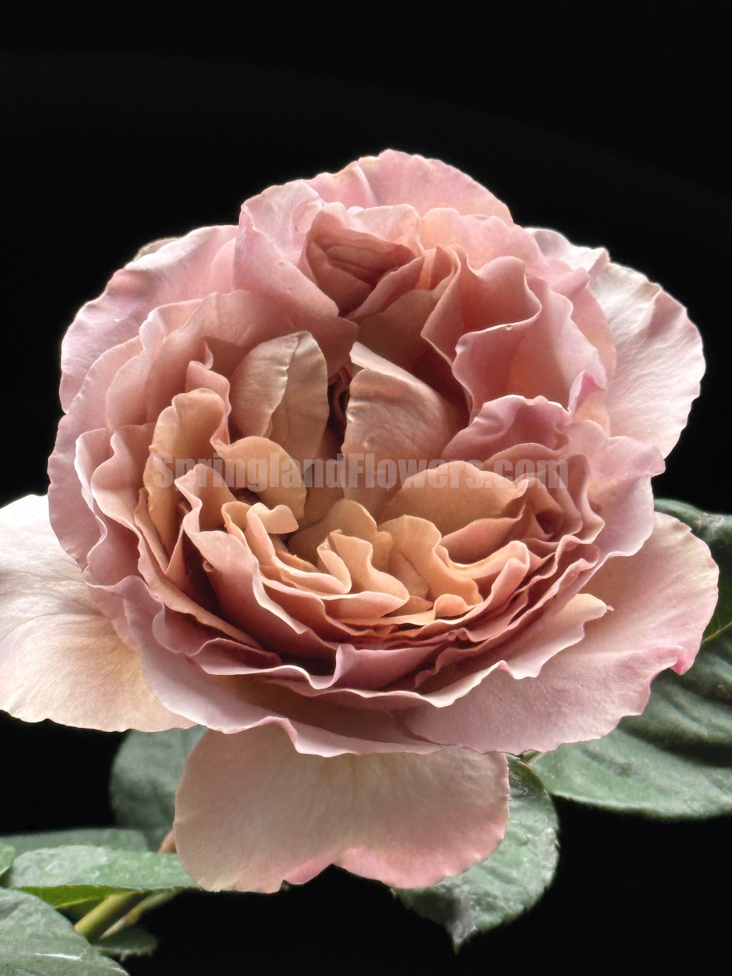 #SPN014 , Café Latte 拿铁咖啡，Florist Shrub Rose, Non-Grafted/Own Root.