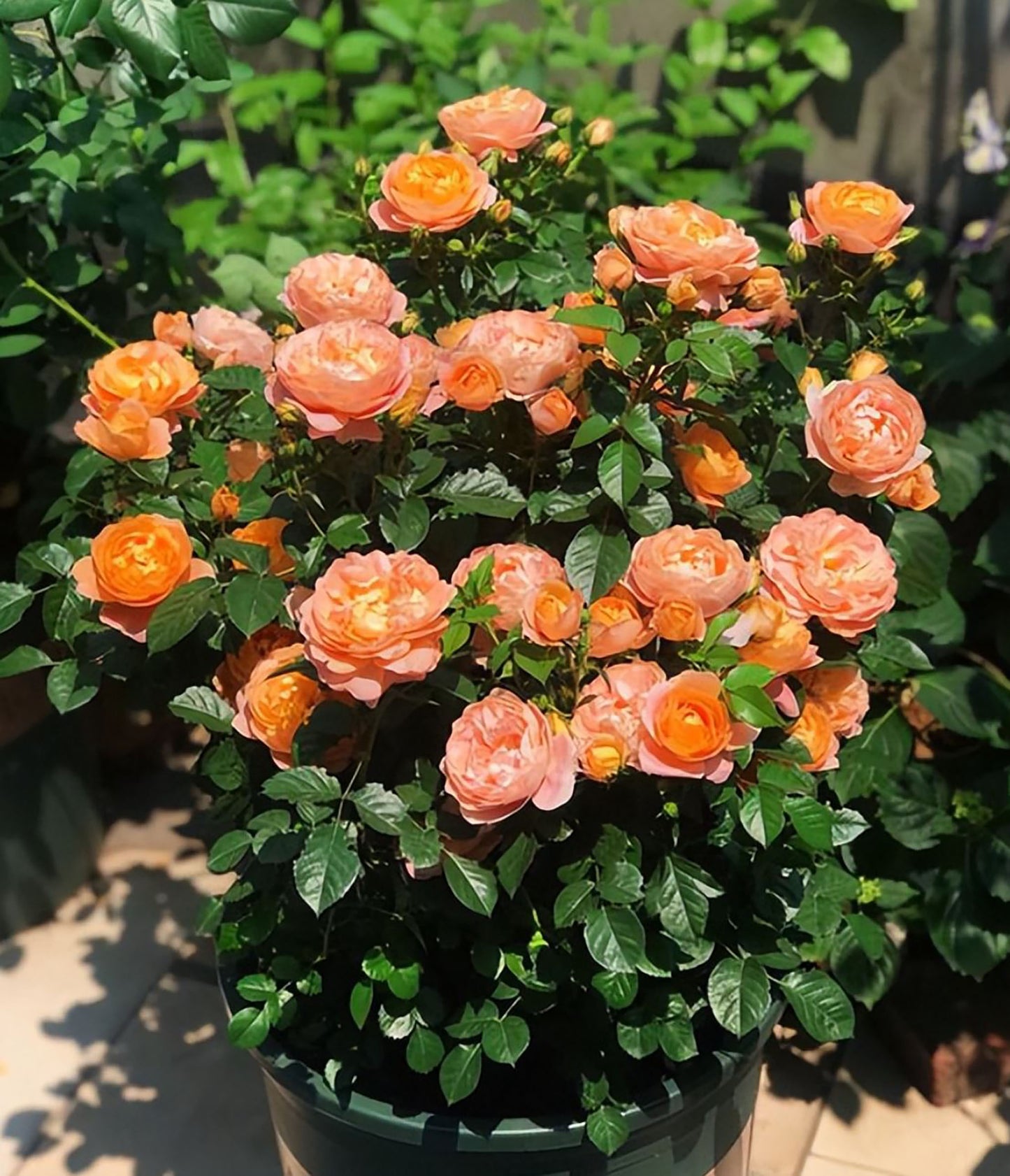 Champagne Terrace  果汁阳台, Floribunda Rose, Non-Grafted/Own Root.Yearlong flower buds. Perfect for small gardens.