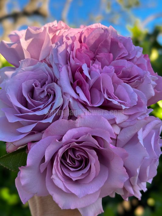 Love Song 情歌，Floribunda Rose, Heat-tolerant, disease-resistant, Non-Grafted/Own Root.