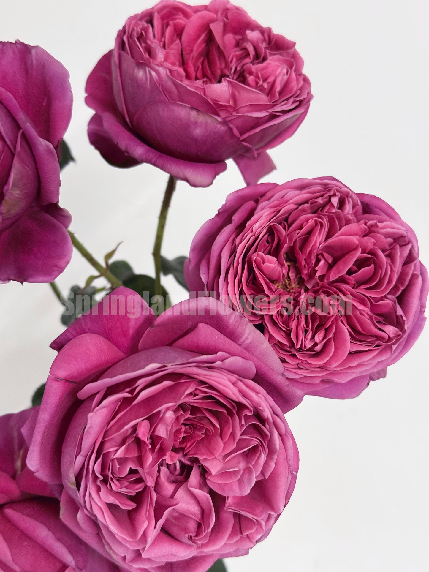 #SPJ015 , Cantina 伊芙酒窖, Japanese Shrub Rose, Strong fragrance. Non-Grafted/Own Root.