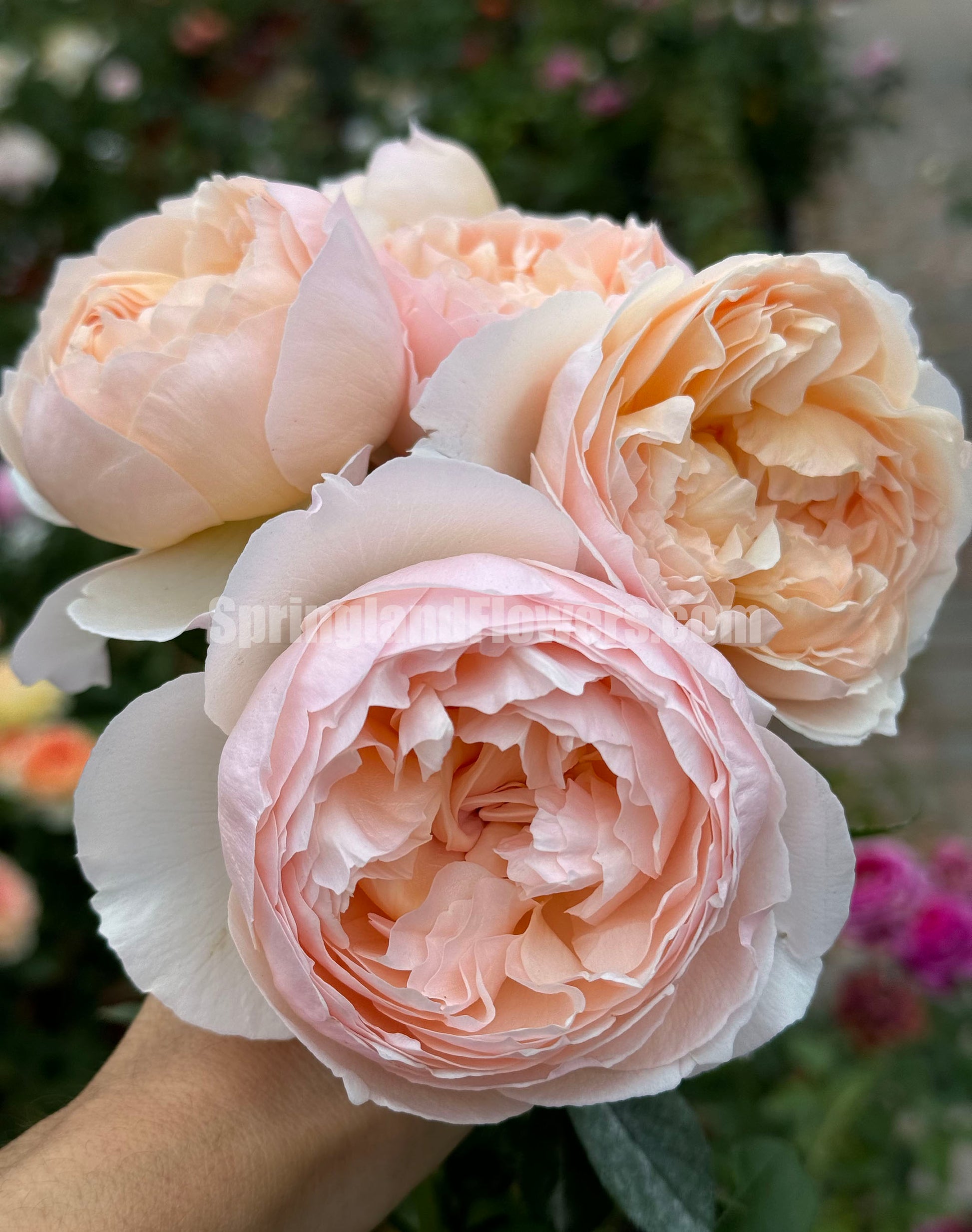 floribunda rose seeds #SPC213, Pink Charm /Fenyan 粉妍, Floribunda Rose, Heat-Tolerant and Disease-Resistant, Non-Grafted/Own Root
