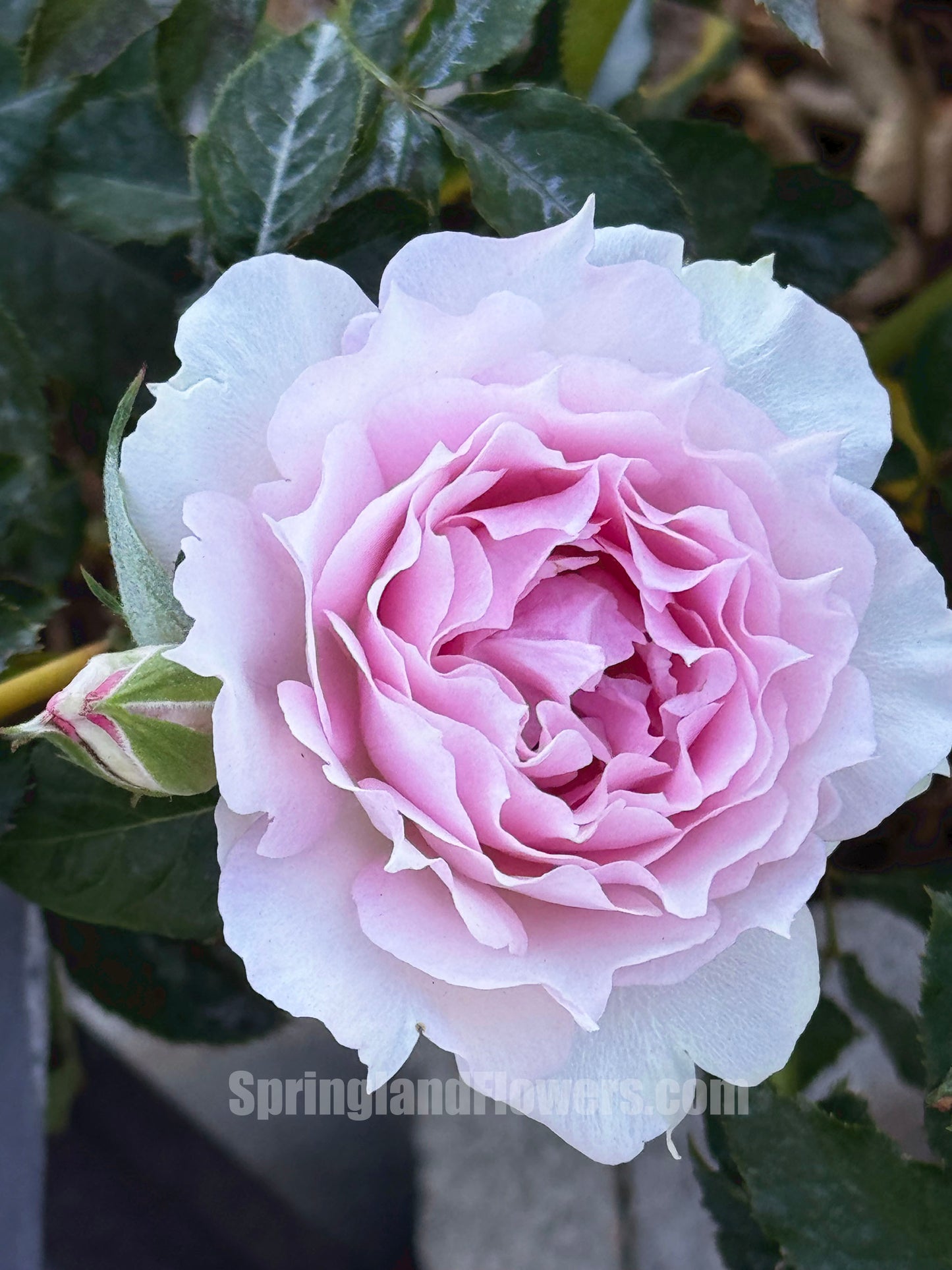 Doniazade 托妮莎德/ 粉色天方夜谭  ドニアザード,  Japanese Shrub Rose, Thornless, Strong Fragrance, Non-Grafted/Own Root.