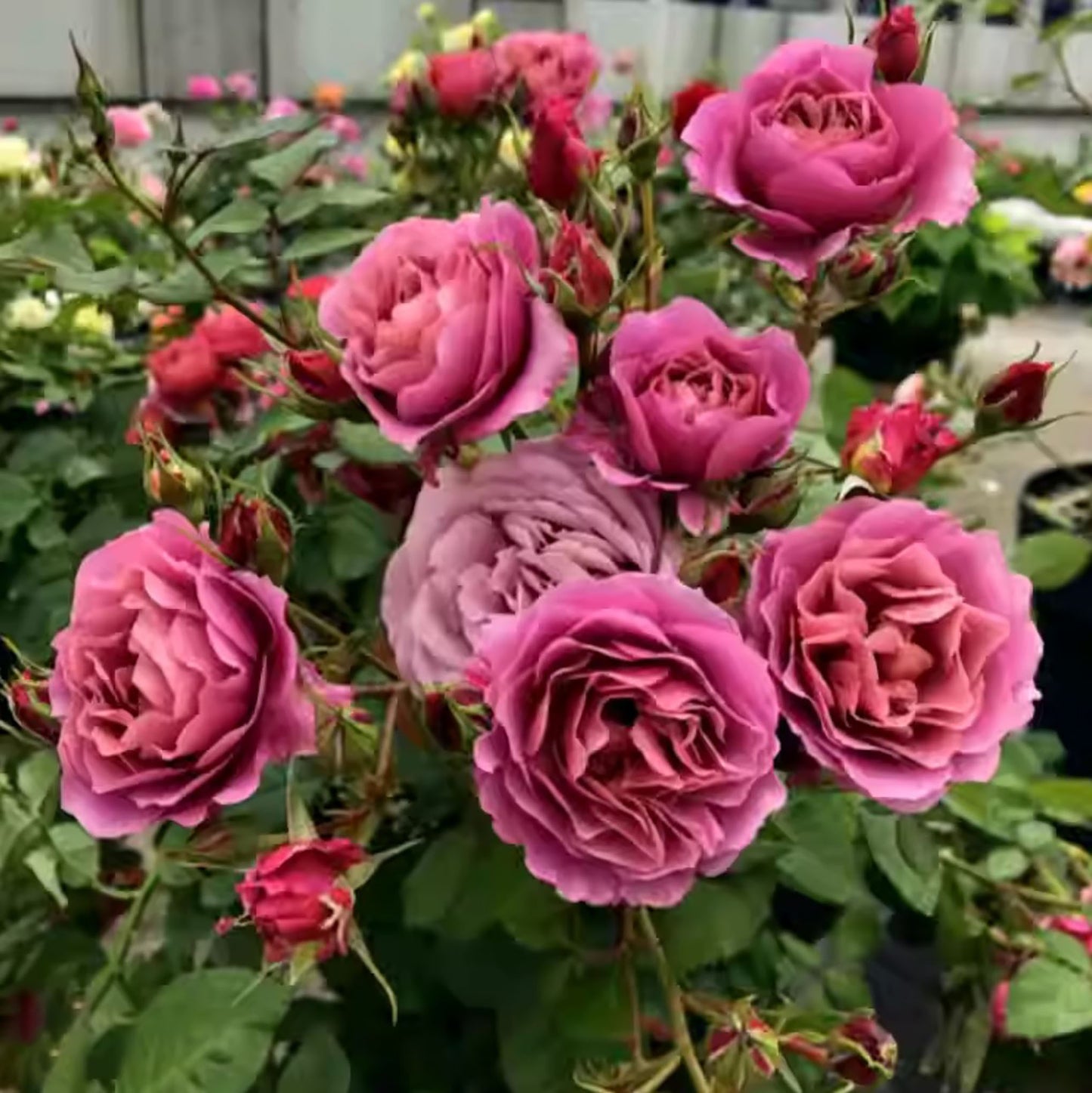 Japanese Floribunda Rose 'Aoi' 葵，Non-Grafted/Own Root.