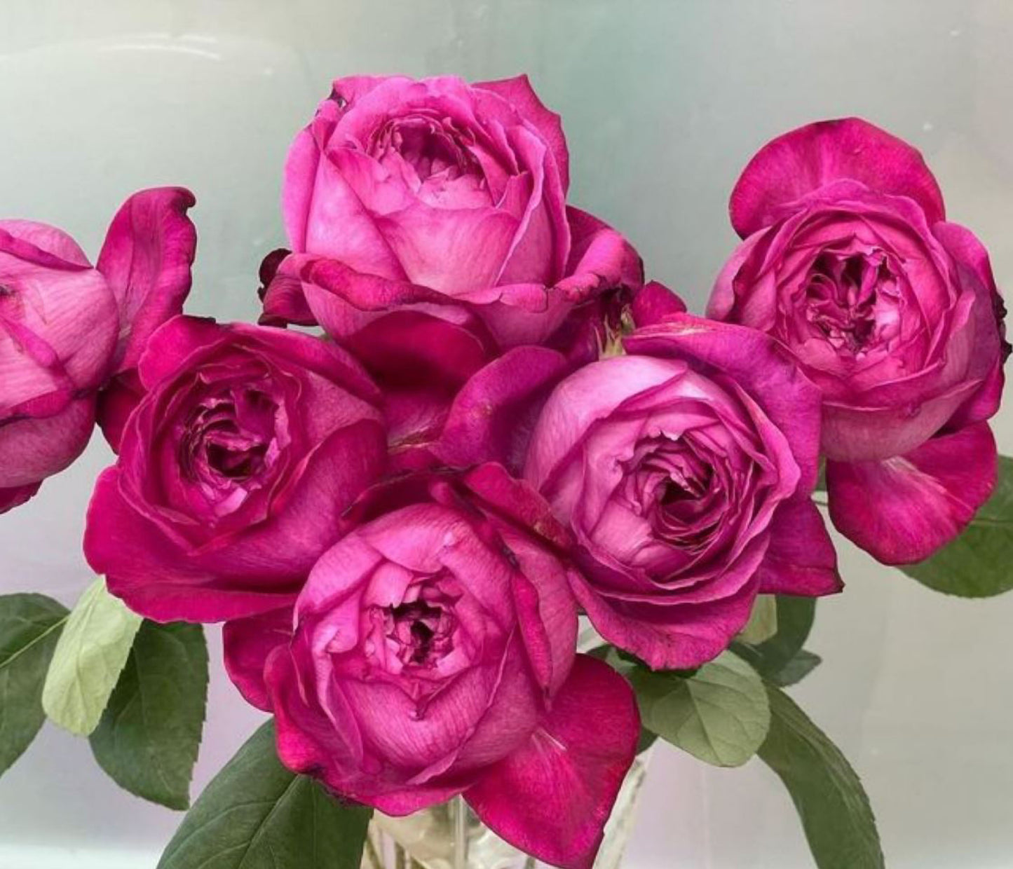 #SPJ290,  Eve Brown/ Yves Brown 伊芙布朗，Japanese Shrub Rose, Non-Grafted/Own Root.