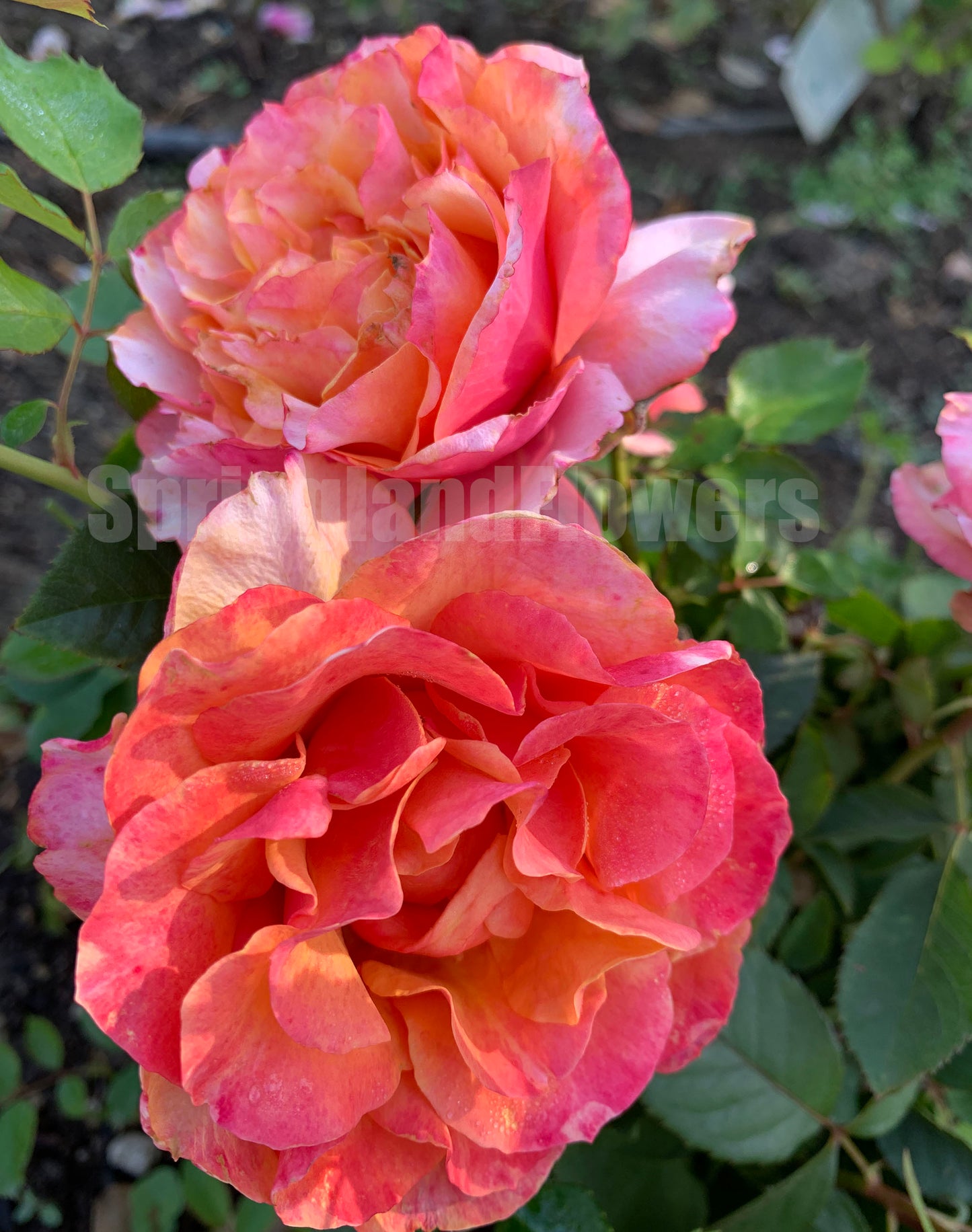 El Paso Forever 永远的艾帕索，Shrub Rose，Perfect Rose, upright, Repeat Flowering，Non-Grafted/Own Root.