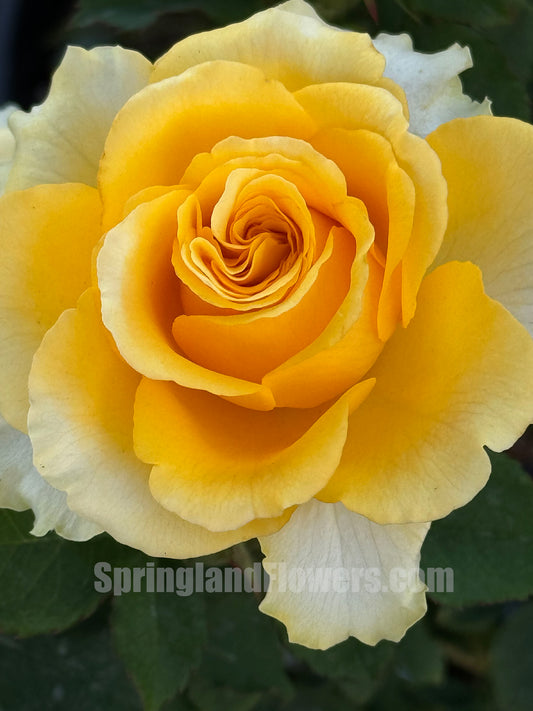 Shell 贝壳 シェル+，Japanese Shrub Rose, Large, Long Single-Flower Period,  Non-Grafted/Own Root.