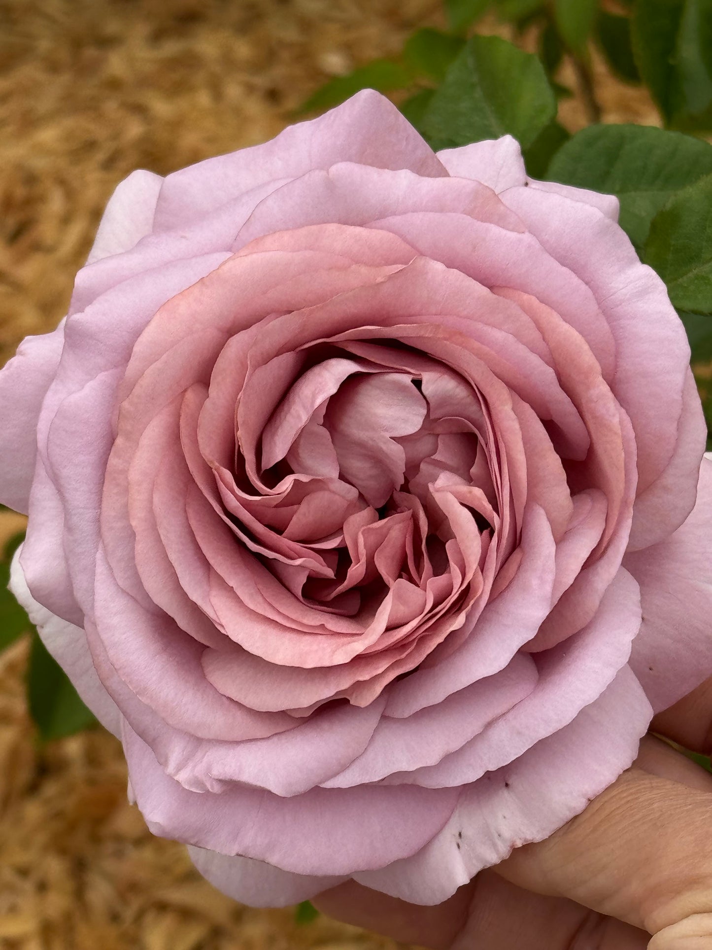 The Pride 荣耀（尼普），Hybrid Tea Rose, Strong  Fruity  Fragrance.  Non-Grafted/Own Root.