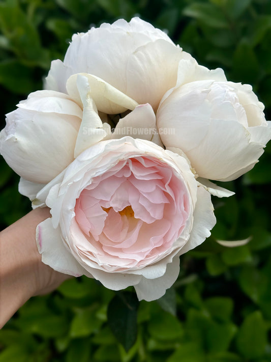 Yuka 芳香之杯，Japanese Shrub Rose，Non-Grafted/Own Root.