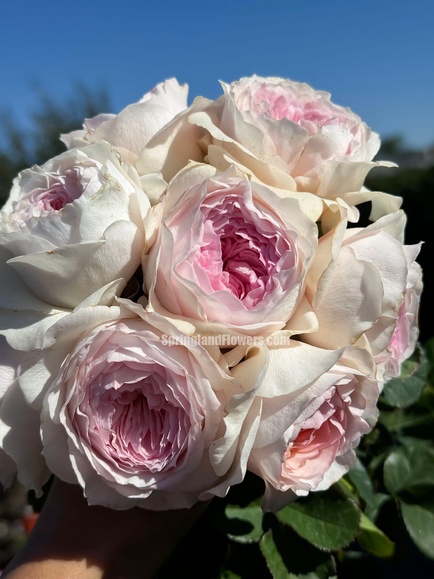 NEW !  J'adore 真我，Floribunda, Florists Rose.  Heat-tolerant, disease-resistant, Non-Grafted/Own Root.