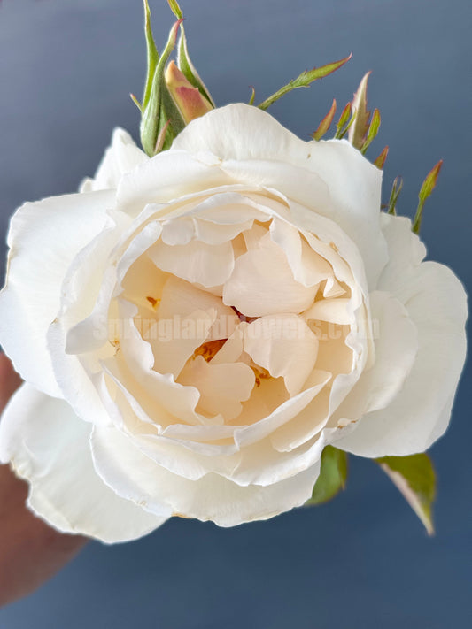 #SPJ089，Neoantique Cygne 新天鹅古董, Japanese Florist Shrub Rose,  Non-Grafted/Own Root.