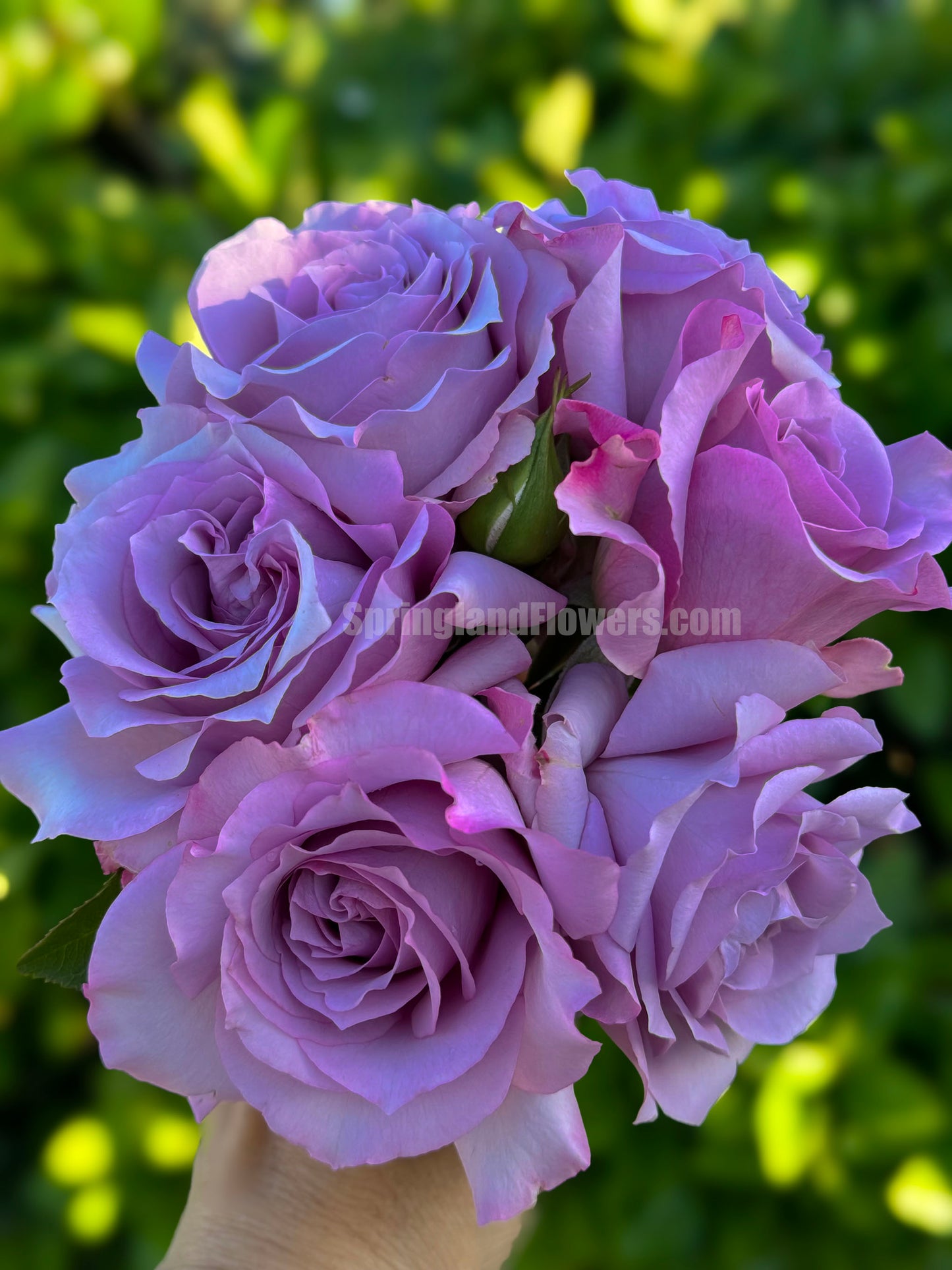 Love Song 情歌，Floribunda Rose, Heat-tolerant, disease-resistant, Non-Grafted/Own Root.