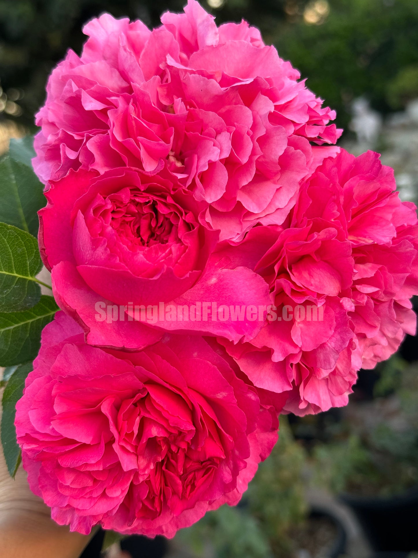 #SPJ105, Yves Bourgeois 伊芙小资情调， Japanese Shrub Rose, Non-Grafted/Own Root.