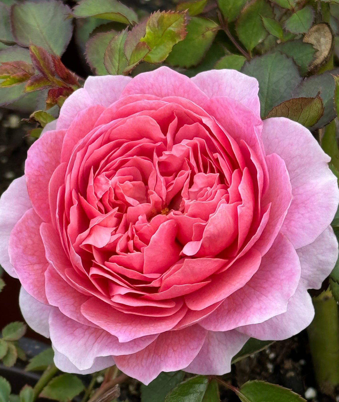 Eisvogel 翠鸟 Hybrid Tea Rose, Strong Fragrance, Excellent Disease Resistance,Non-Grafted/Own Root.