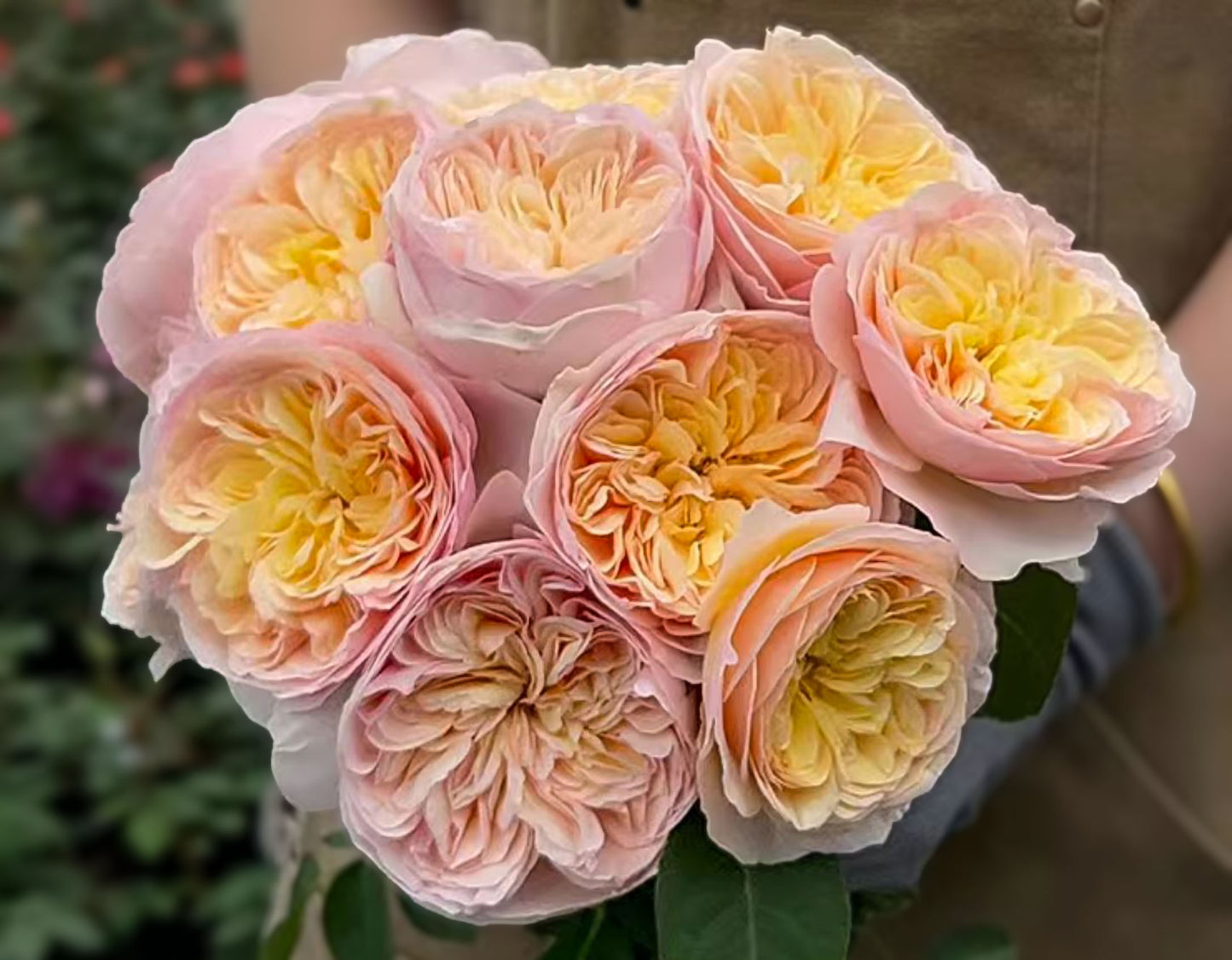 #SPE128, Heroine Halo 女主角光环，Shrub Rose，Non-Grafted/Own Root.