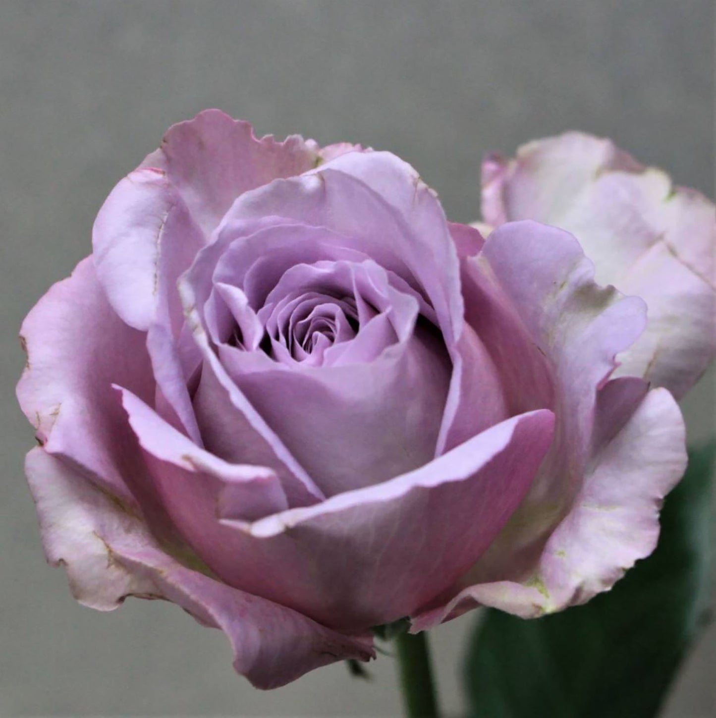 Luxury Nove 天然香水ラグジュノーブ,  Japanese Shrub Rose,   Non-Grafted/Own Root.