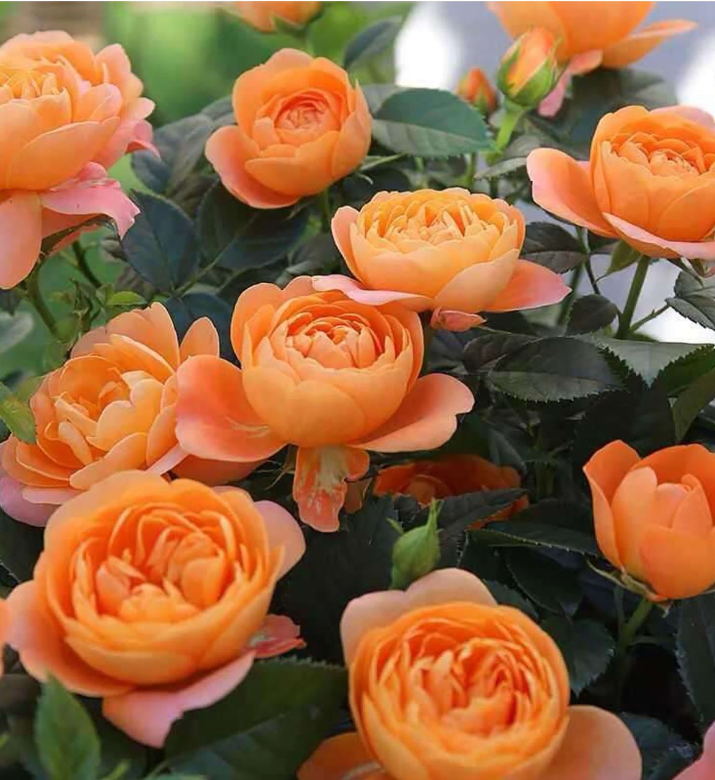 Champagne Terrace  果汁阳台, Floribunda Rose, Non-Grafted/Own Root.Yearlong flower buds. Perfect for small gardens.