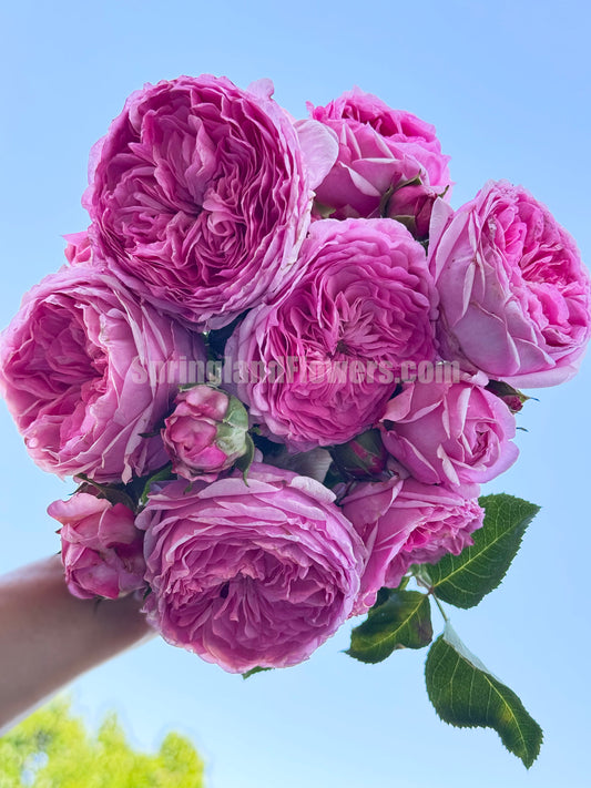 #SPG217，Modern Art 现代艺术，Shrub Rose, Non-Grafted/Own Root.