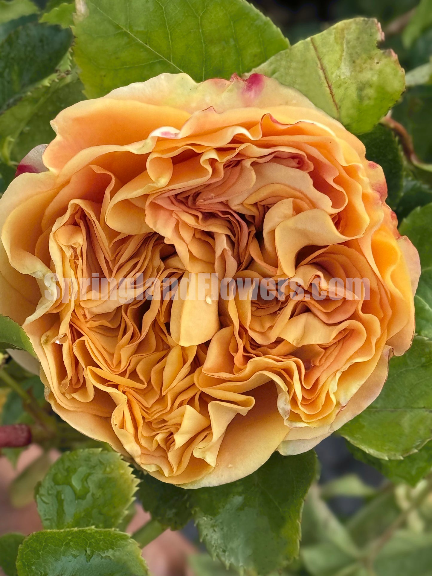 #SPR036 ，Endless Summer 无尽夏，Florist Shrub Rose，Non-Grafted/Own Root.