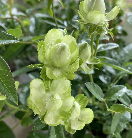 Eclaire 埃克莱尔/闪电 エクレール, Japanese Rose , Heat-tolerant, disease-resistant, Thornless,Non-Grafted/Own Root.