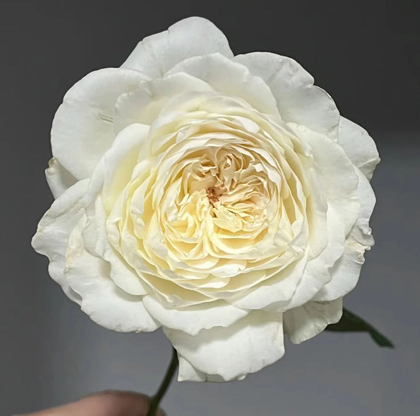 Princess Miyuki 美雪公主/蜜柚公主, Japanese Shrub Rose， Non-Grafted/Own Root.